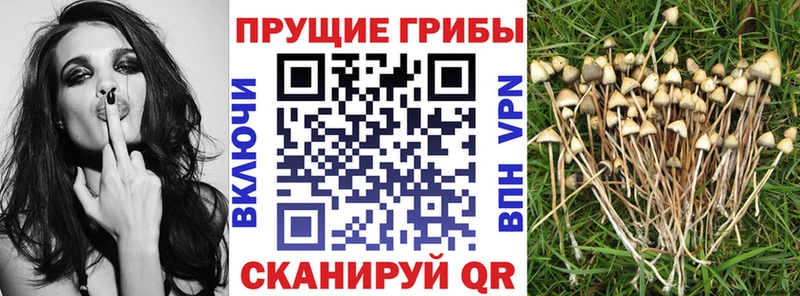 Купить закладки  Буйнакск  Псилоцибиновые грибы мицелий 
